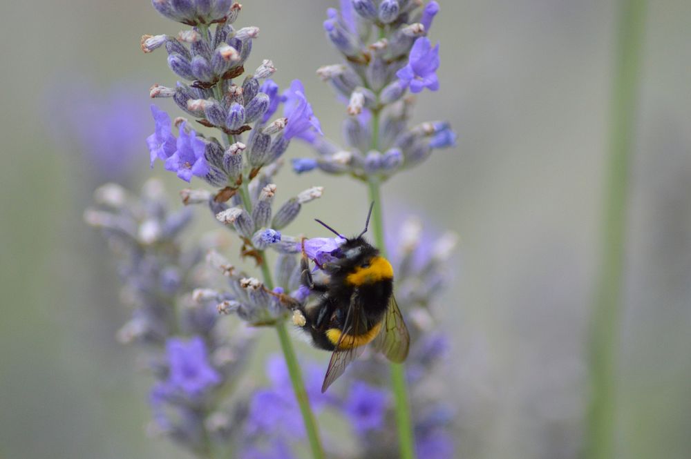 Bee and lavender. Free public domain CC0 image.