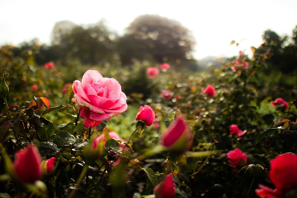 Pink rose background. Free public domain CC0 image.