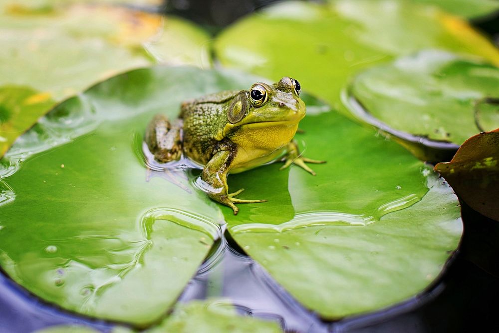 Free frog on lotus leaf image, public domain nature CC0 photo.