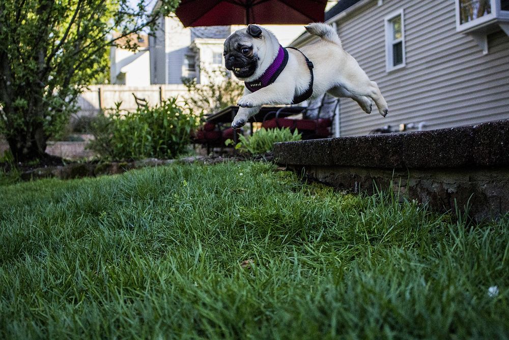 Pug jumping on grassFree public domain CC0 photo.