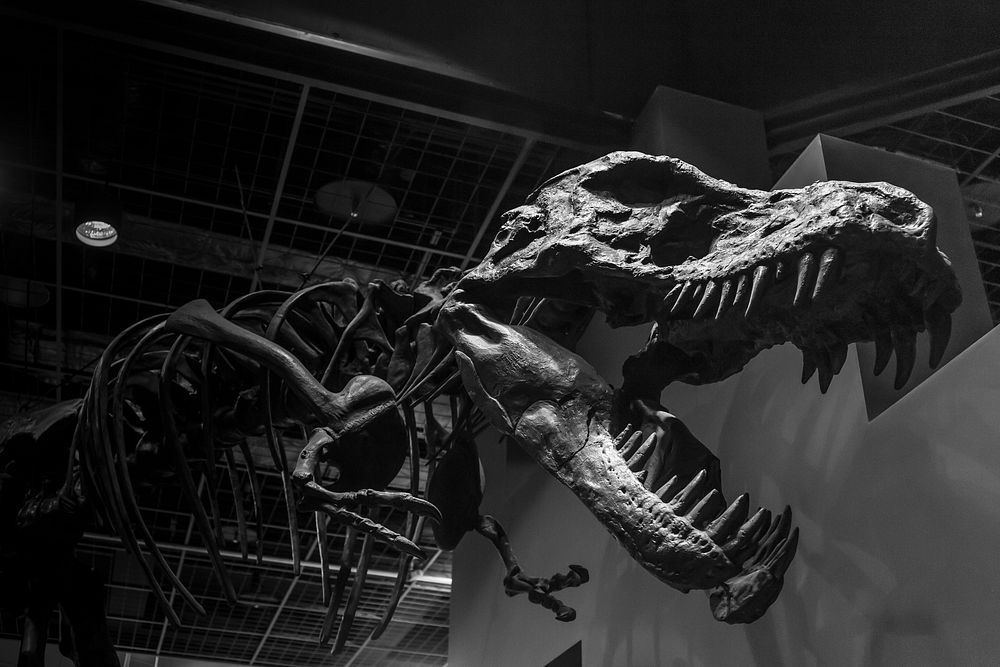 T-rex skeleton at museum. Free public domain CC0 image.