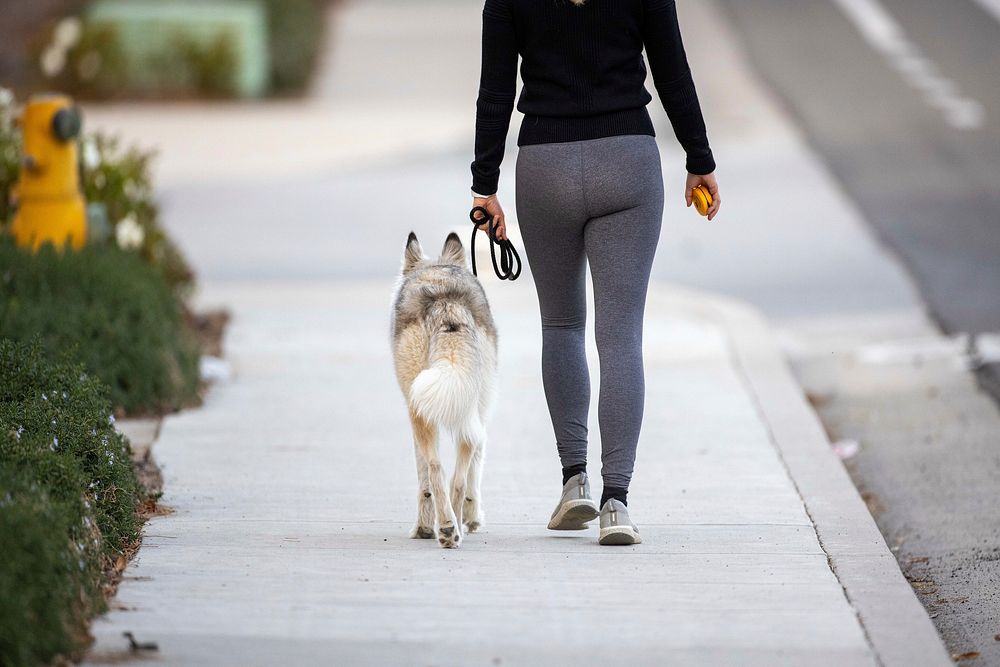 Free rear view of young woman walking with white husky dog on the sidewalk image, public domain animal CC0 photo.