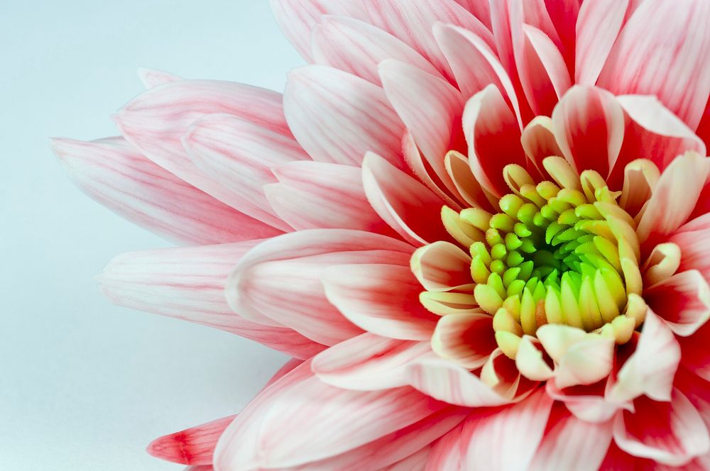 Pink chrysanthemum background. Free public domain CC0 photo.
