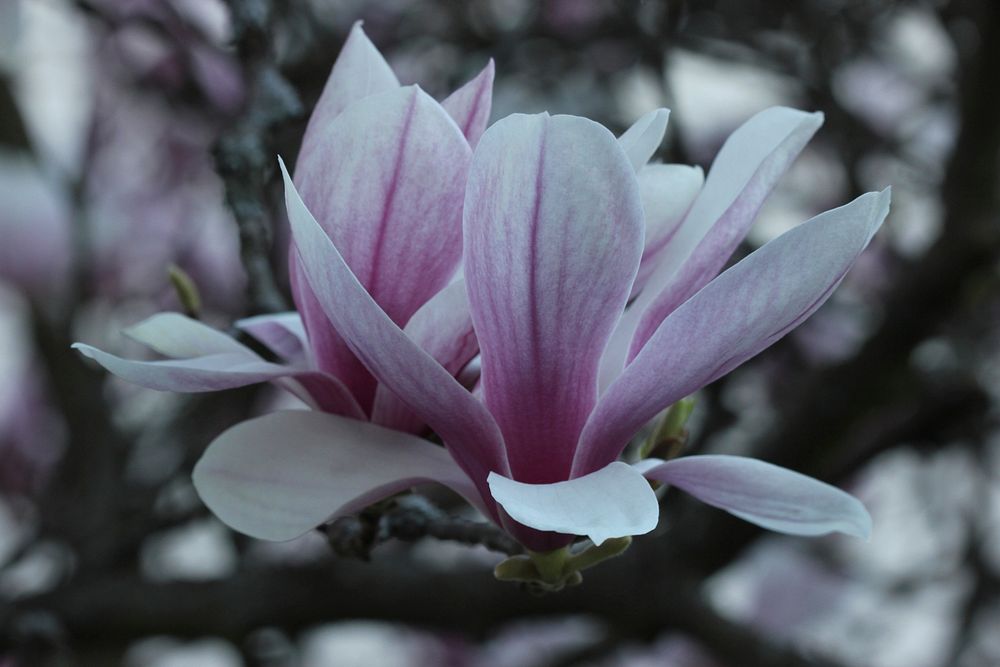 Magnolia background. Free public domain CC0 image.