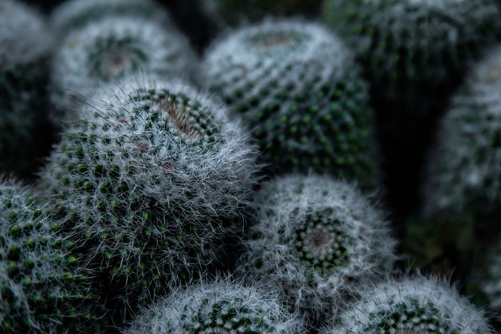 Cactus background. Free public domain CC0 photo.