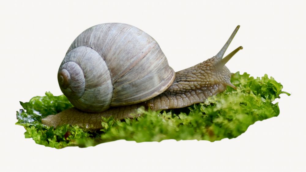 Snail, animal, animal photo on white background