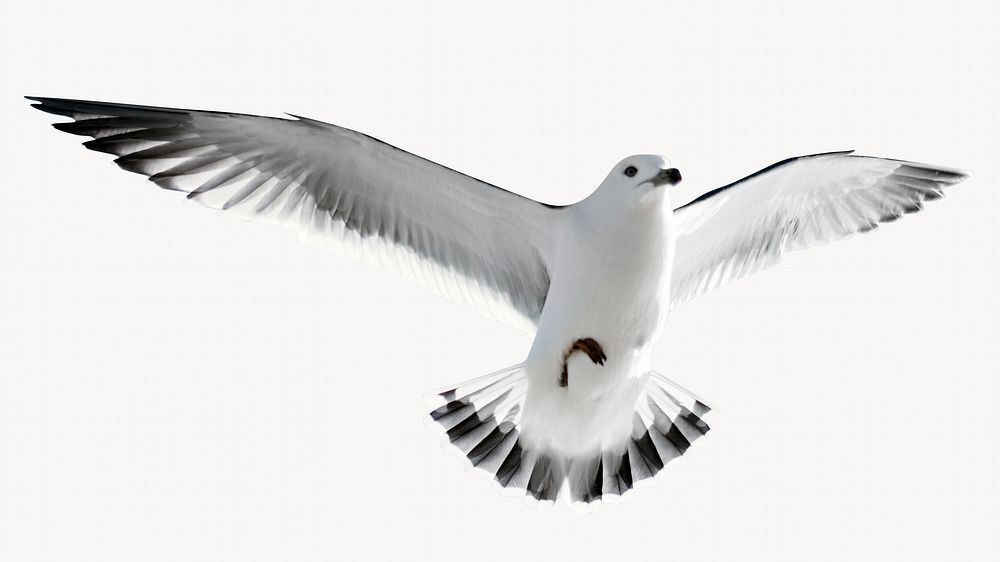 Flying seagull, bird animal isolated image