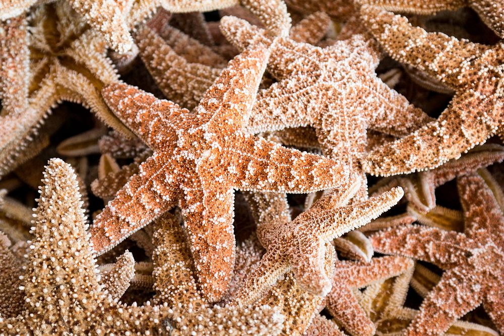 Pile of starfishes close up. Free public domain CC0 photo.