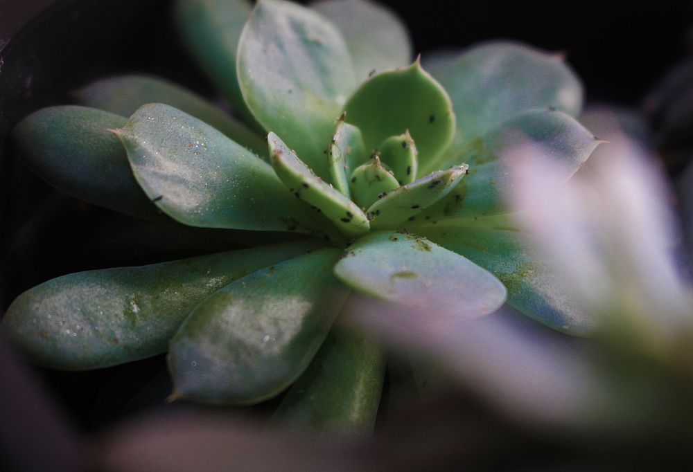 Succulent background. Free public domain CC0 photo.