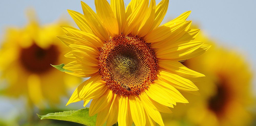 Sunflower. Free public domain CC0 photo.