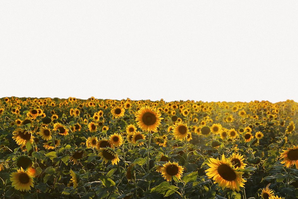 Sunflower field border collage element, nature design psd