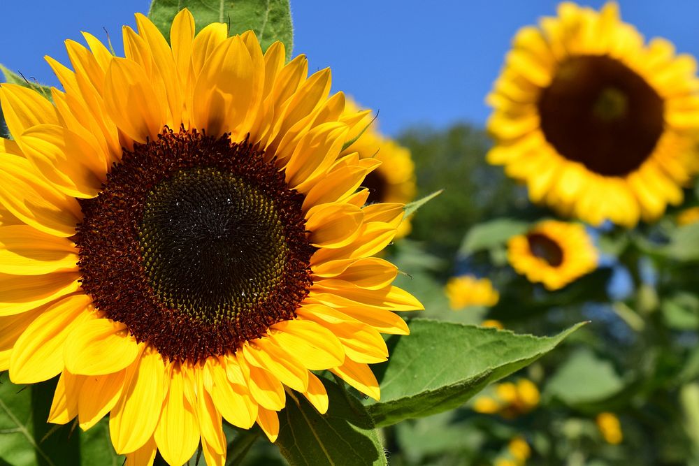 Sunflower background. Free public domain | Free Photo - rawpixel