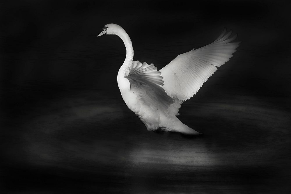 White swan flapping its wings. Free public domain CC0 photo.