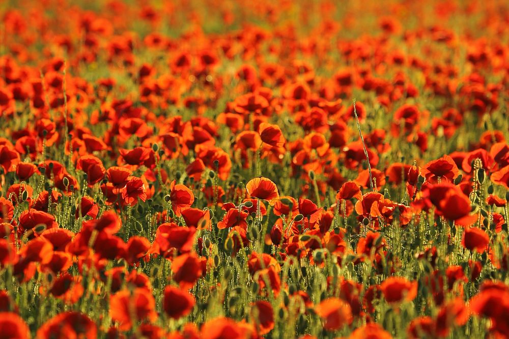 Orange poppy background. Free public domain CC0 photo.