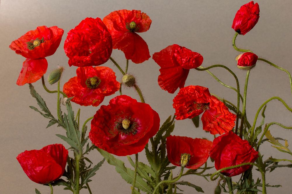 Red poppy background. Free public domain CC0 photo.
