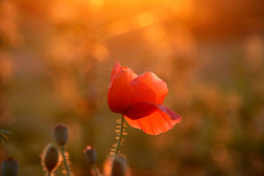 Red poppy background. Free public domain CC0 image.