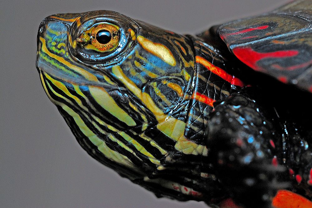 Painted turtle face close up. Free public domain CC0 photo.