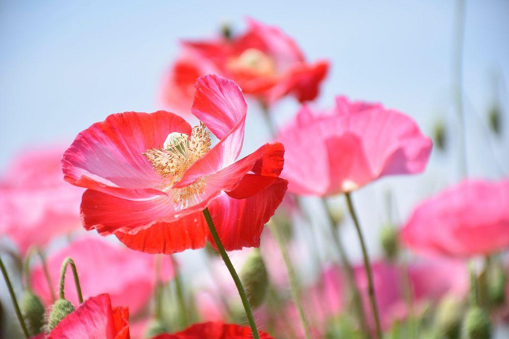 Pink poppy background. Free public domain CC0 image.