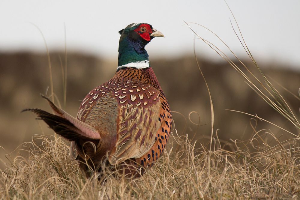 Pheasant bird in the countryside. Free public domain CC0 image.