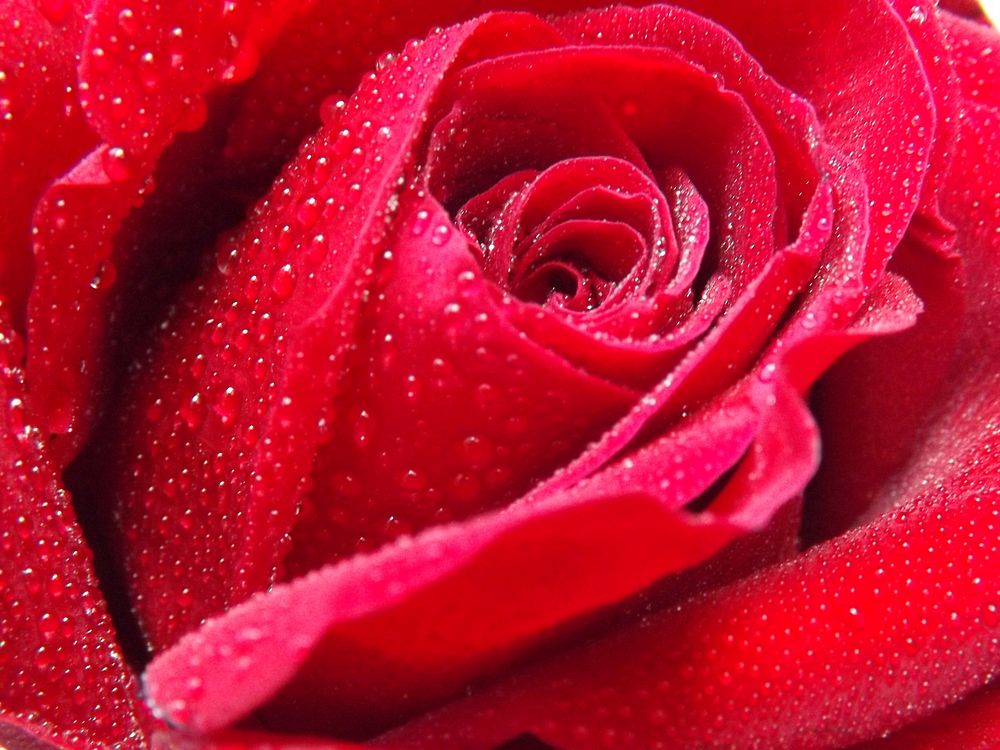 Red rose. Free public domain CC0 photo.