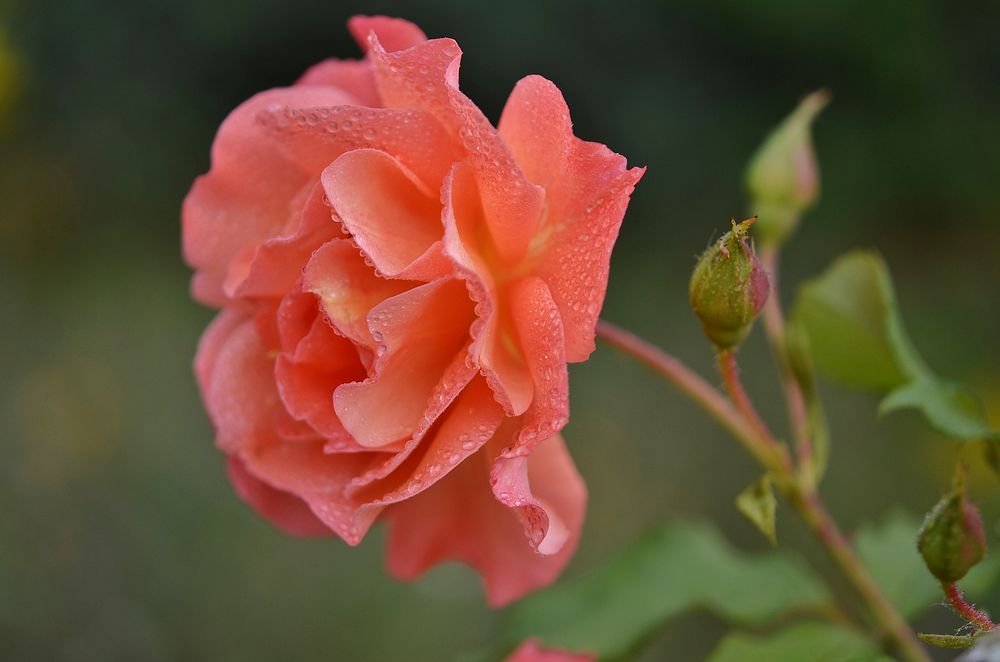 Orange rose background. Free public domain CC0 image.