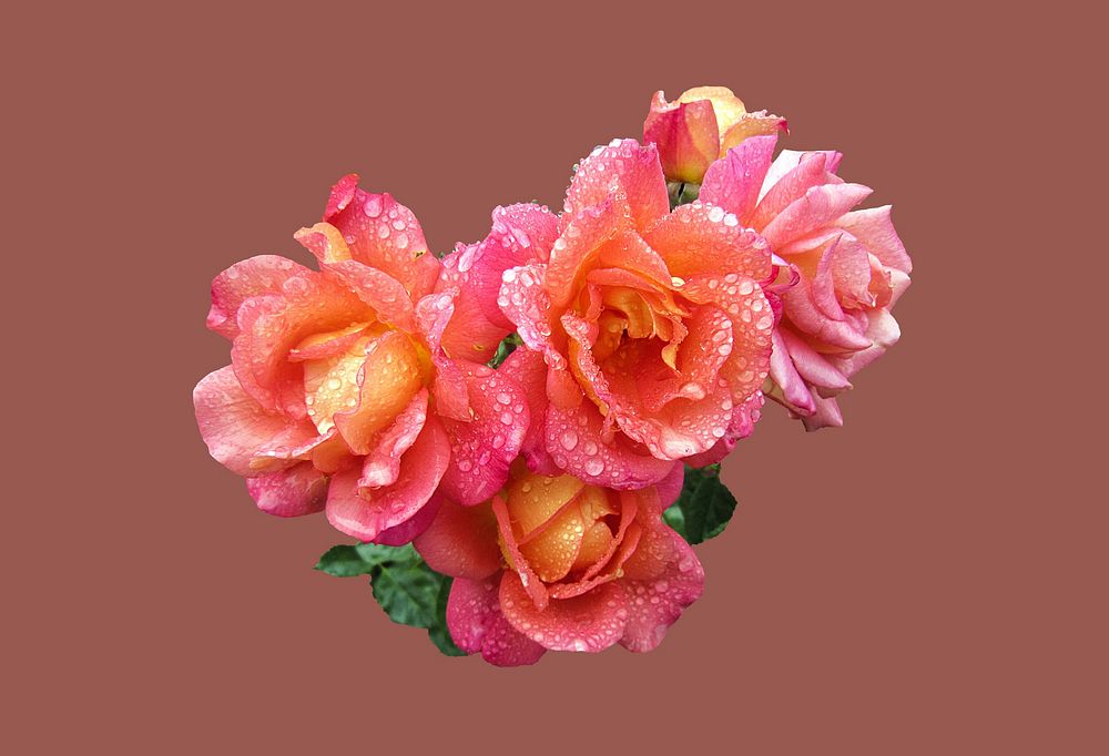 Pink roses. Free public domain CC0 image.