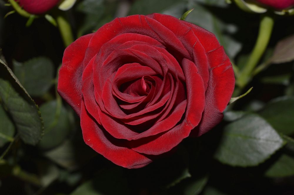 Red rose background. Free public domain CC0 image.