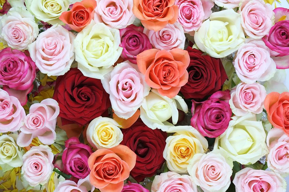 Colorful roses background. Free public domain CC0 image.
