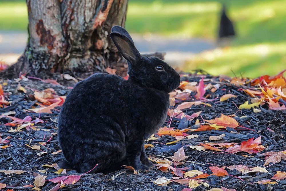 Cute rabbit on the field. Free public domain CC0 image.