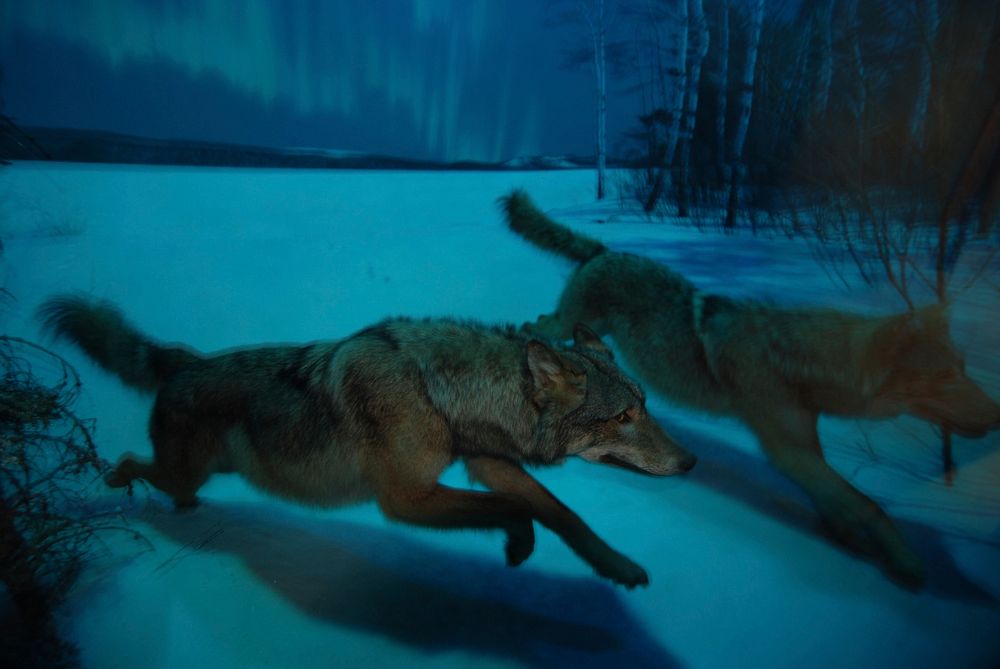 Wolf running on snow at night. Free public domain CC0 photo.