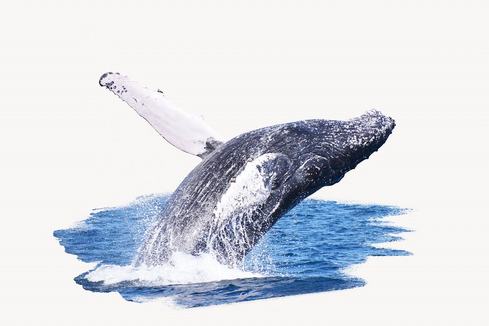 Humpback whale jumping backwards image element