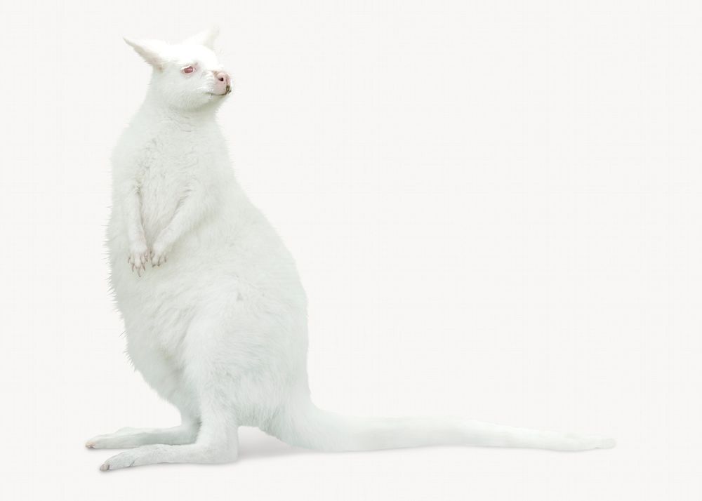 White kangaroo, Australian animal isolated Free Photo rawpixel