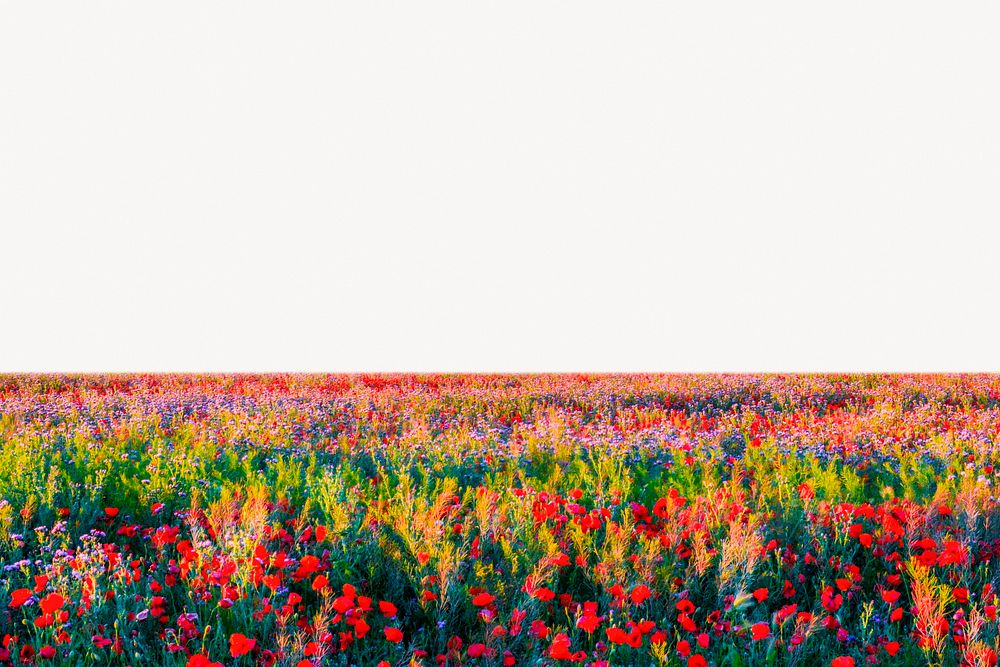 Red poppy field background, nature landscape