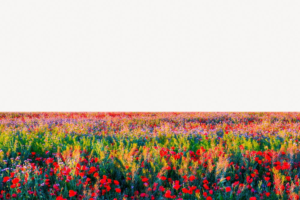 Red poppies field collage element, spring nature psd