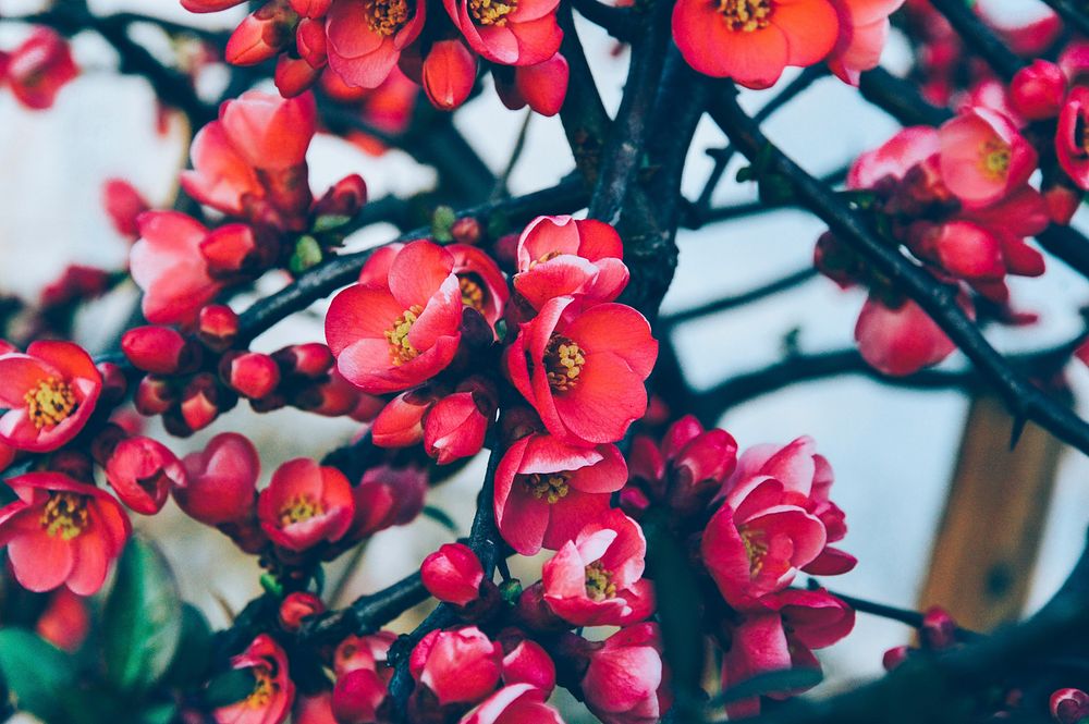 Chinese quince flower background. Free public domain CC0 image.