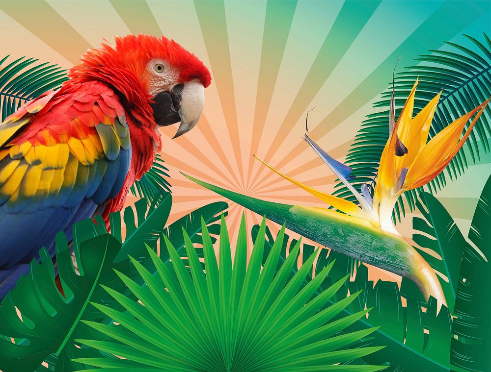 Tropical parrot collage. Free public domain CC0 image.