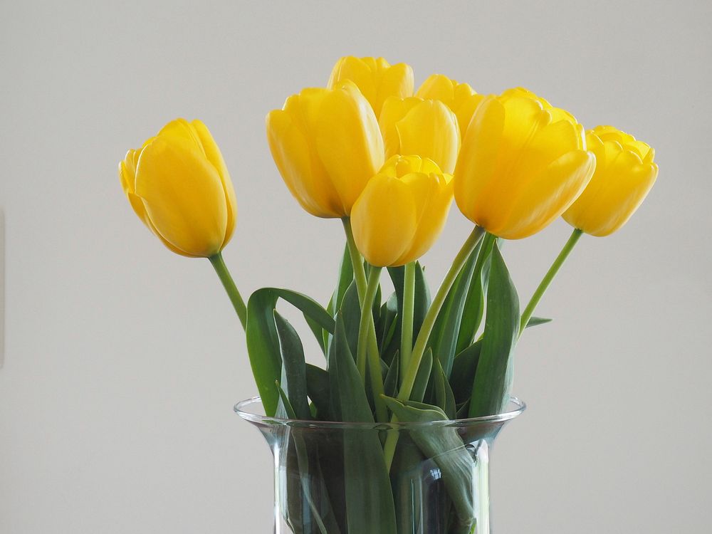 Yellow tulips. Free public domain CC0 image.