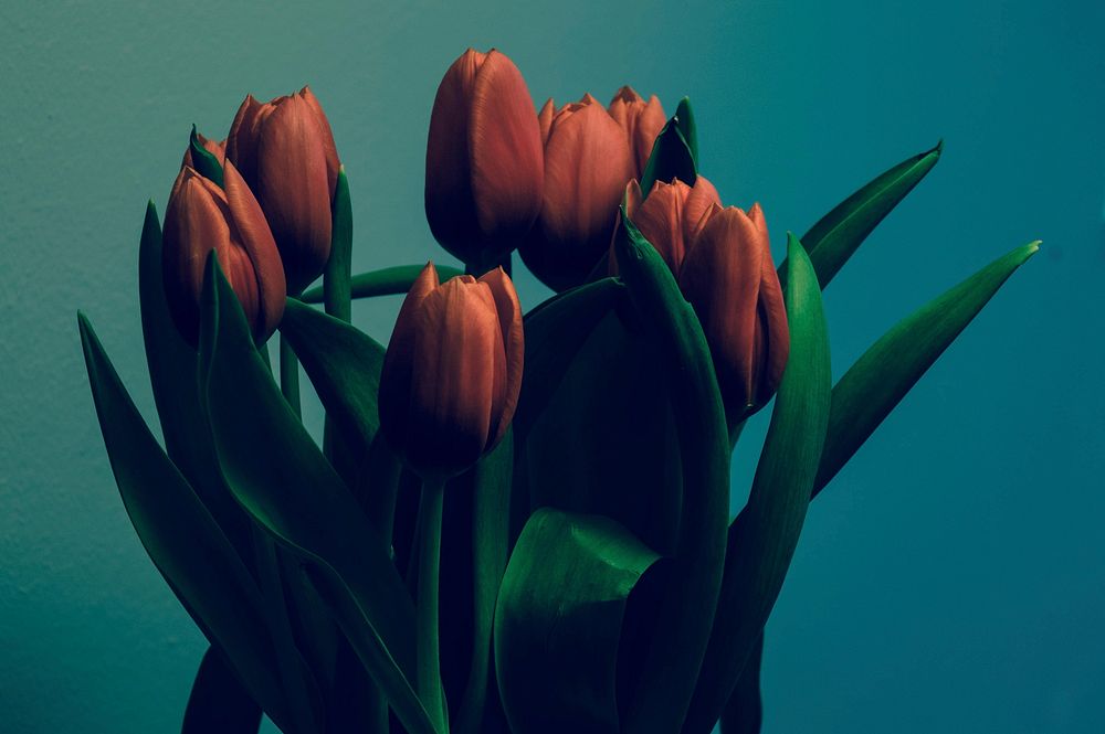 Tulip arrangement background. Free public domain CC0 photo.