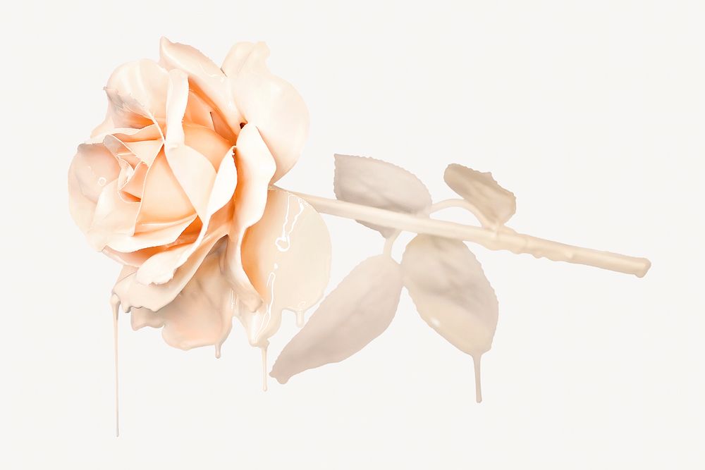Melting rose flower, Valentine's isolated image