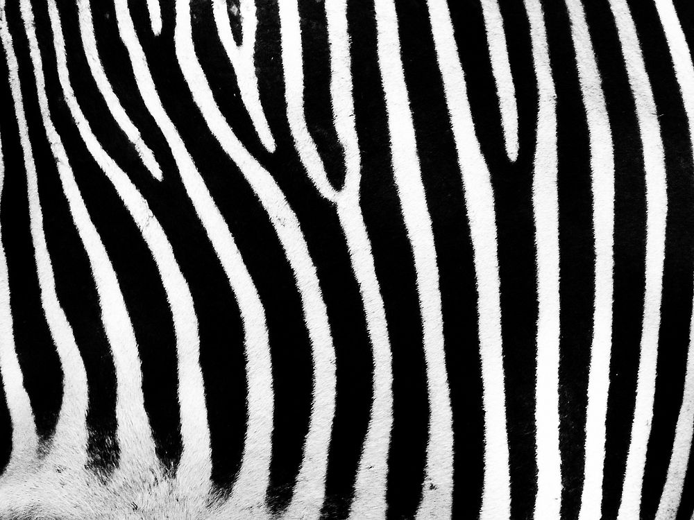 Zebra stripe closeup. Free public domain CC0 photo.