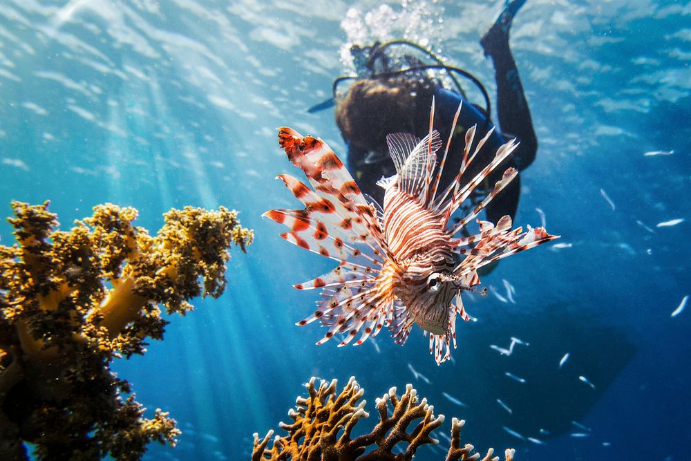 Free person diving in sea image, public domain travel CC0 photo.