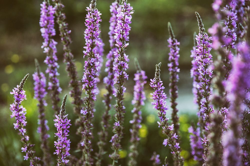 Free lavender image, public domain spring CC0 photo.