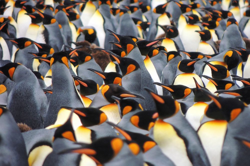 Free penguins image, public domain animal CC0 photo.