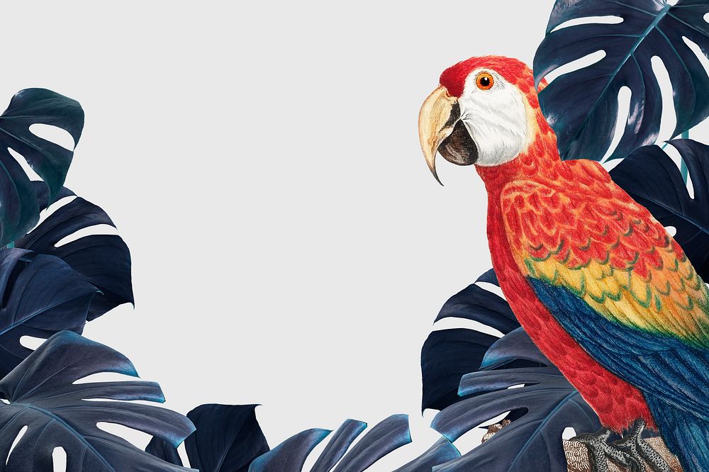 Scarlet macaw bird psd monstera leaf frame