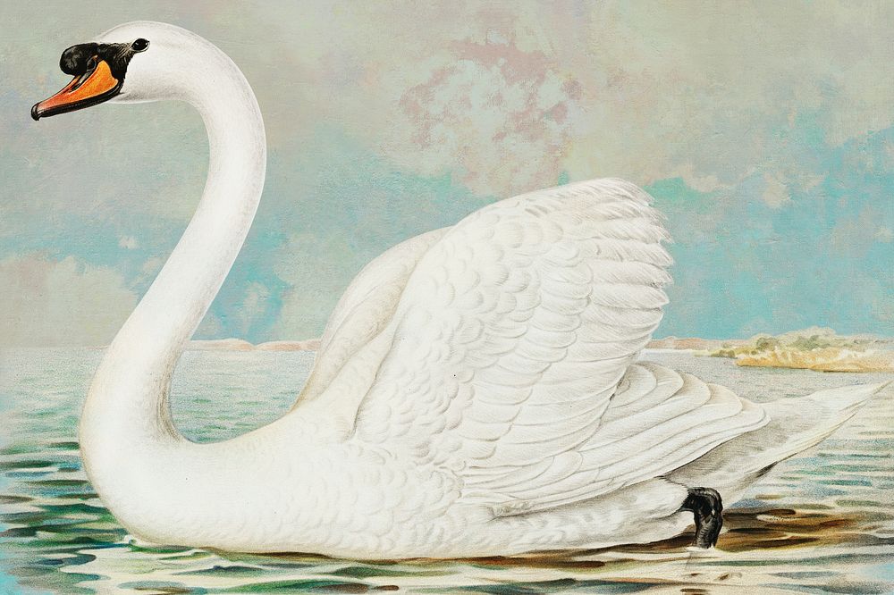 Vintage white swan on lake painting