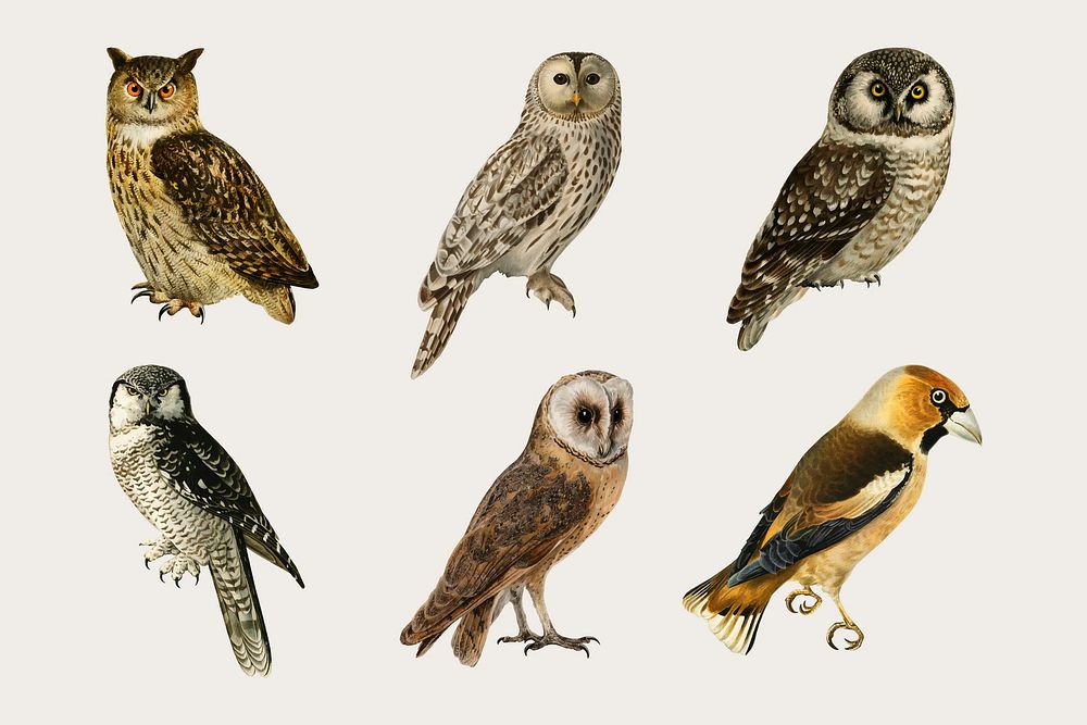 Vector mixed birds and owls hand drawn set