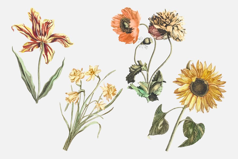Vintage flower vector hand drawn illustration set