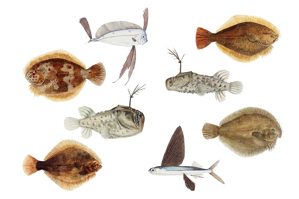 Vintage fish aquatic animal vector illustration set