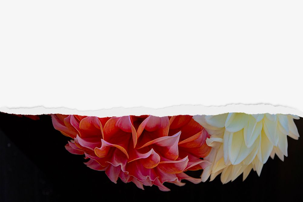 Dahlia flower background, with ripped paper border
