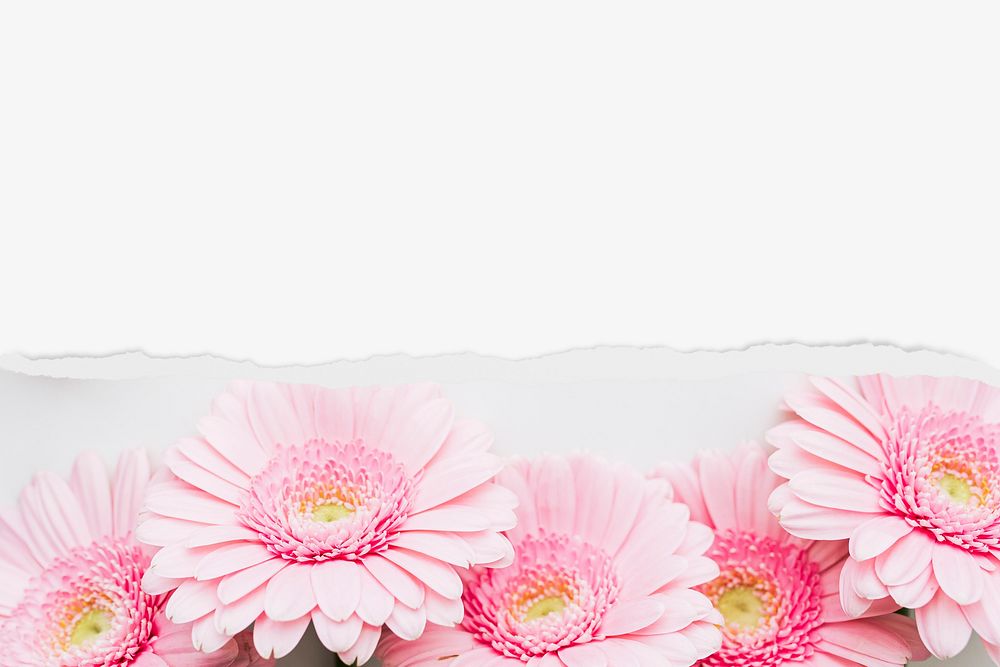 Pink daisy background, with ripped paper border